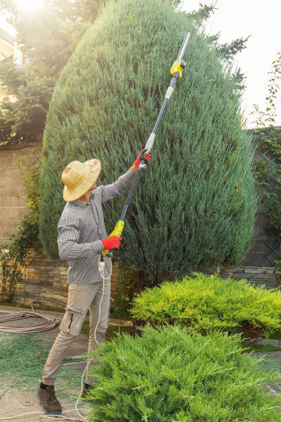 How Our Tree Care Process Works  in  Longwood, FL